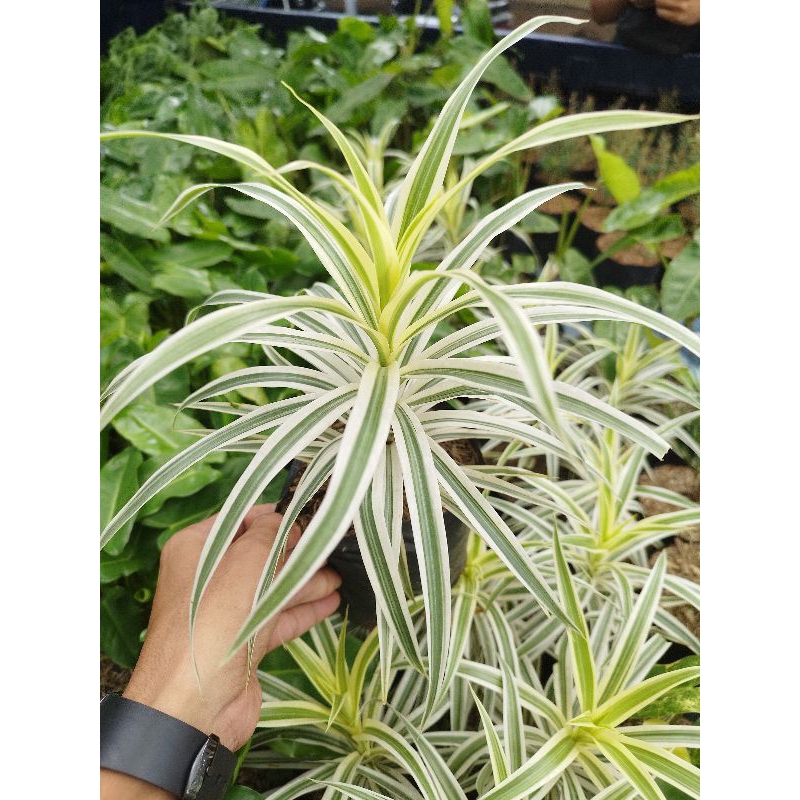 Tanamab hias Suji belut variegata - Pohon suji belut putih