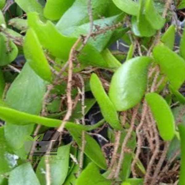 

Promo Jual Daun Sisik Naga Atau Picisan Segar