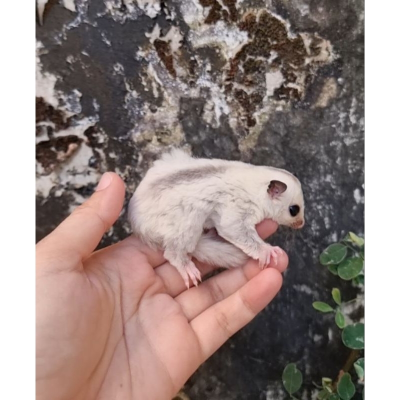 SUGARGLIDER WF PLATINUM BETINA