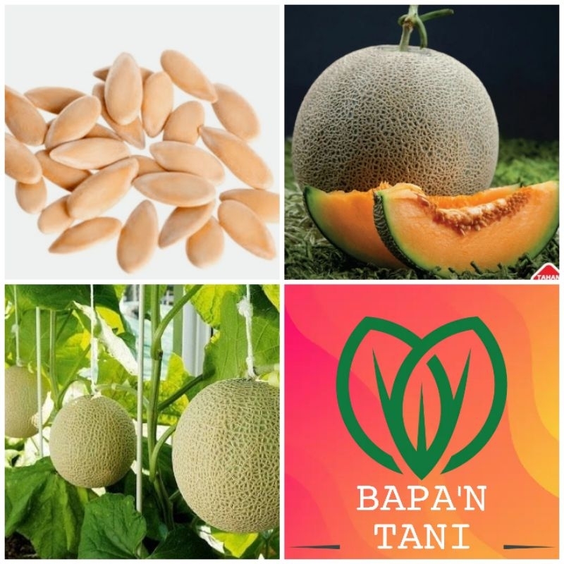 BIBIT BENIH MELON MADU KUNING UNGGULAN ECERAN - BIJI BENIH MELON MADU GOLDEN F1 SUPER UNGGUL HARGA E