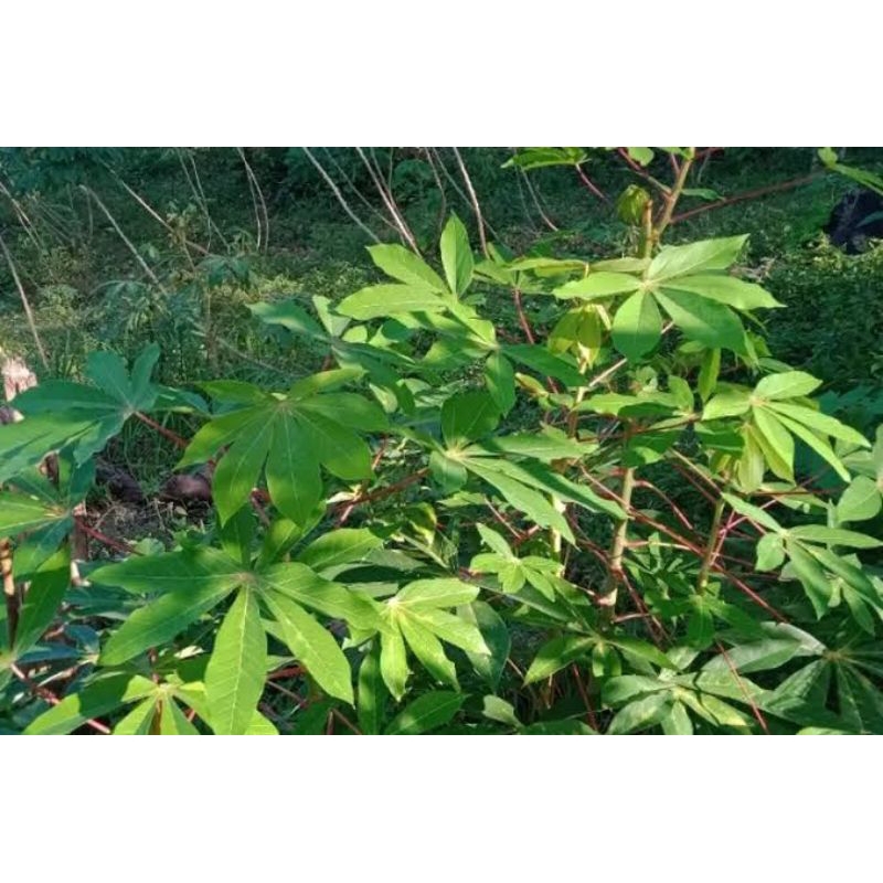 

daun singkong segar baru di petik untuk pengobatan herbal