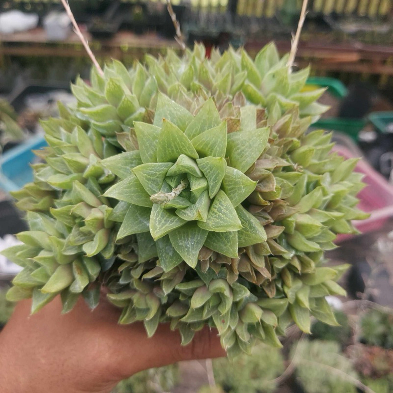 HAWORTHIA TURGIDA PALLIFIFOLIA / BIBIT KAKTUS / BIBIT HAWORTHIA / HAWORTHIA IMPORT
