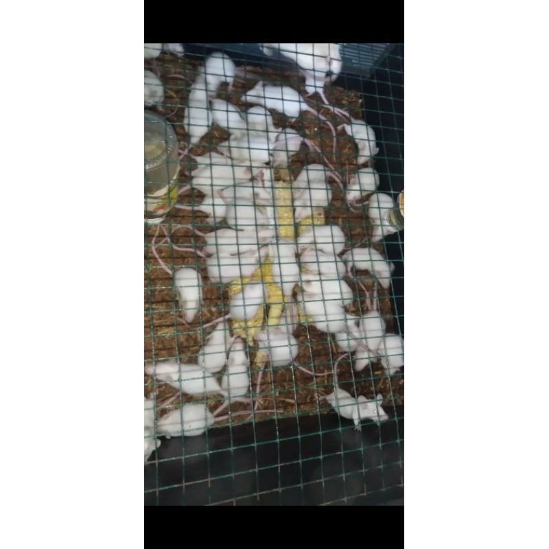 Mencit Betina calon indukan tikus putih