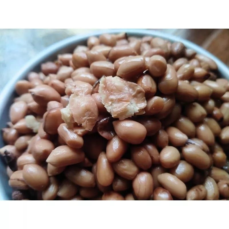 Kacang presto 100 gram ramuan umpan mancing ikan mas gurame bawal nila mujair