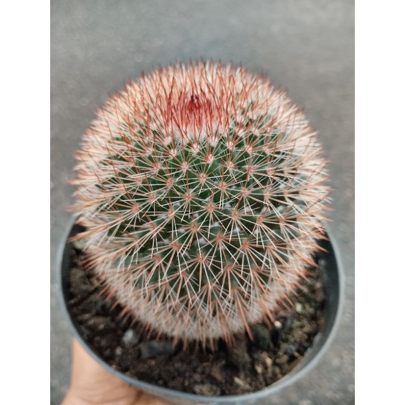 Kaktus Mammillaria Import Duri Merah Ukuran Besar