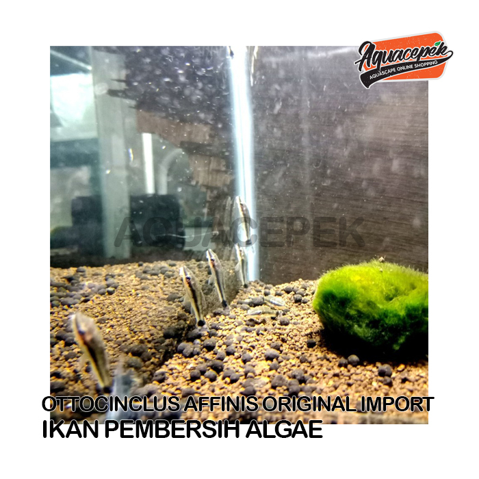 OTTOCINCLUS AFFINIS ORIGINAL IMPORT AQUASCAPE AQUARIUM PEMAKAN ALGAE