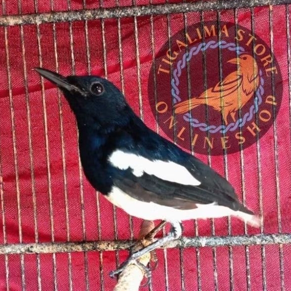 KACER JANTAN DADA PUTIH BONDOL