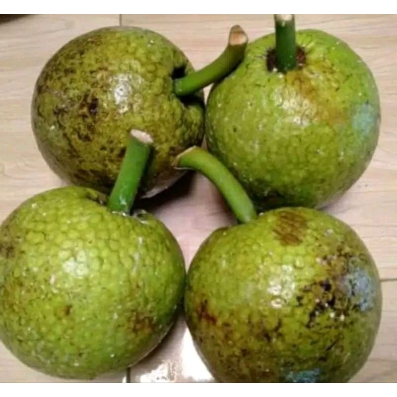 

buah sukun mentega. jual per biji ya