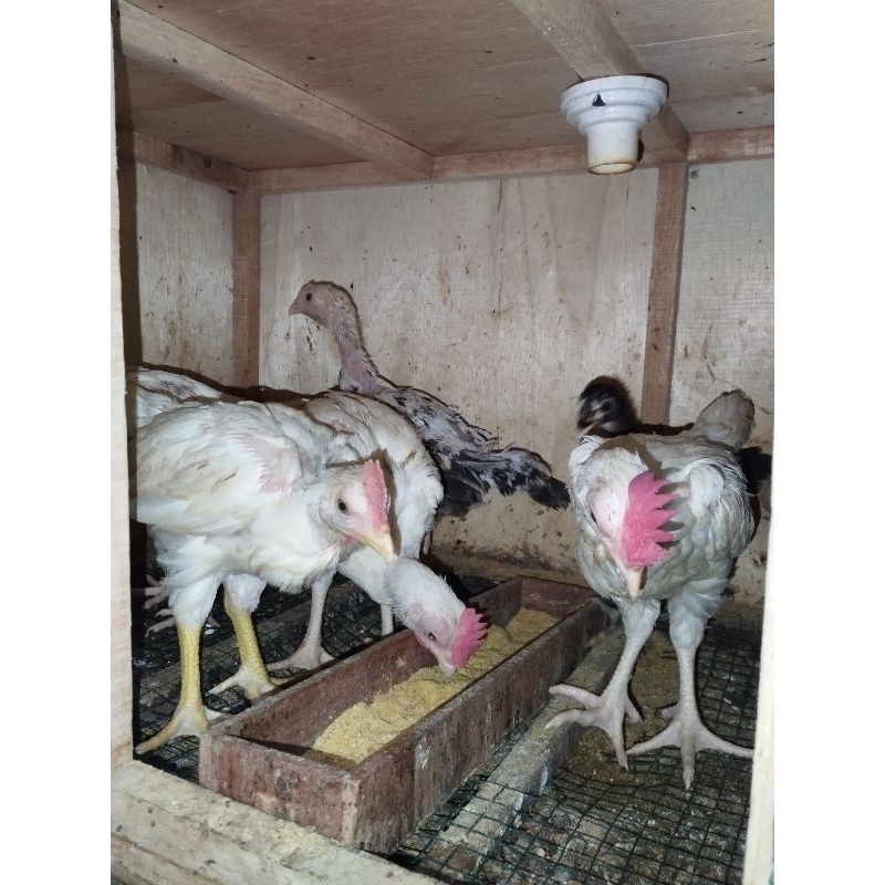 ayam pelung putih ori