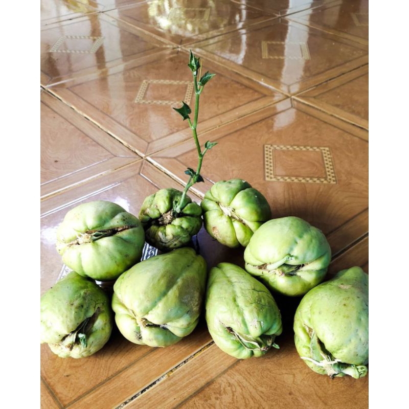 BIBIT MURAH - Bibit Labu siam / jipang siap tanam