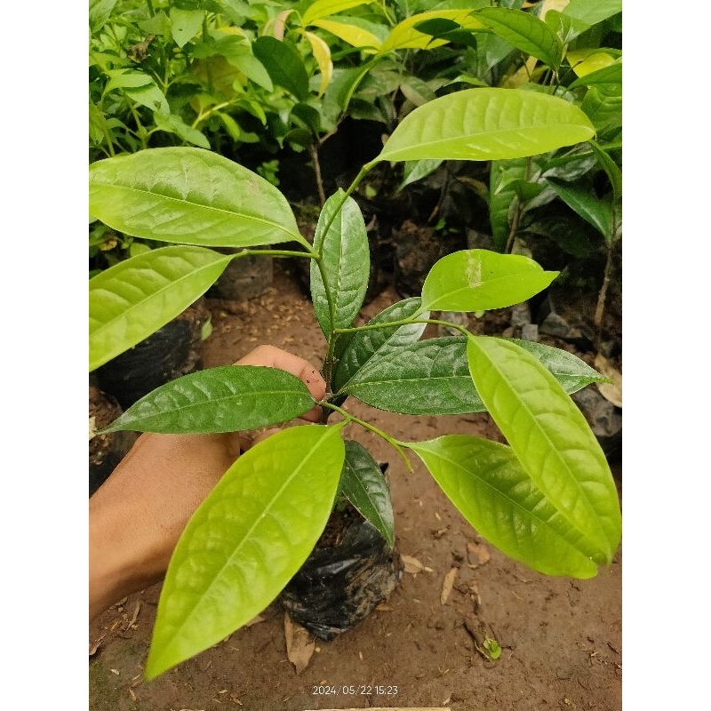 Bibit Pohon Kepel  - Tanaman Buah Kepel bibit pohon langka