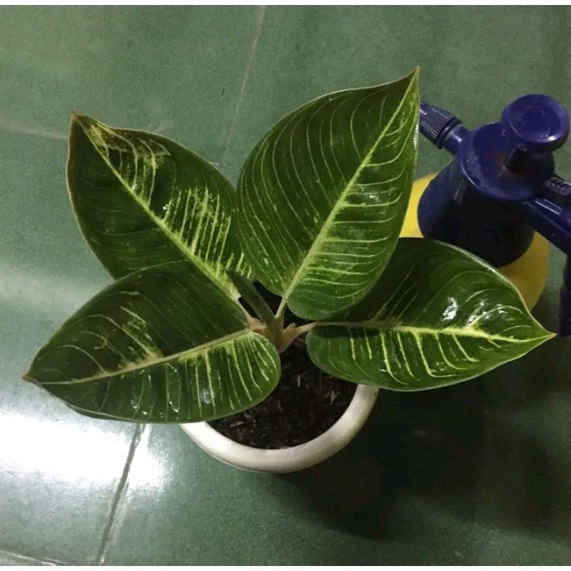 aglonema Moonlight gerhana anakan cantik alam taman indah