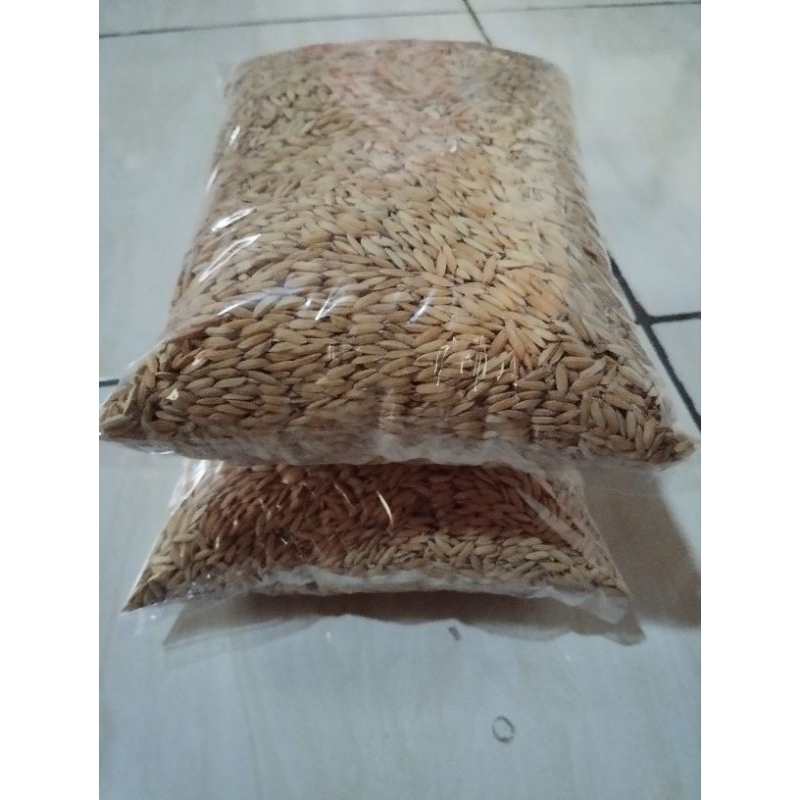 BENIH BIBIT PADI KETAN SUPER UNGGUL 2kg