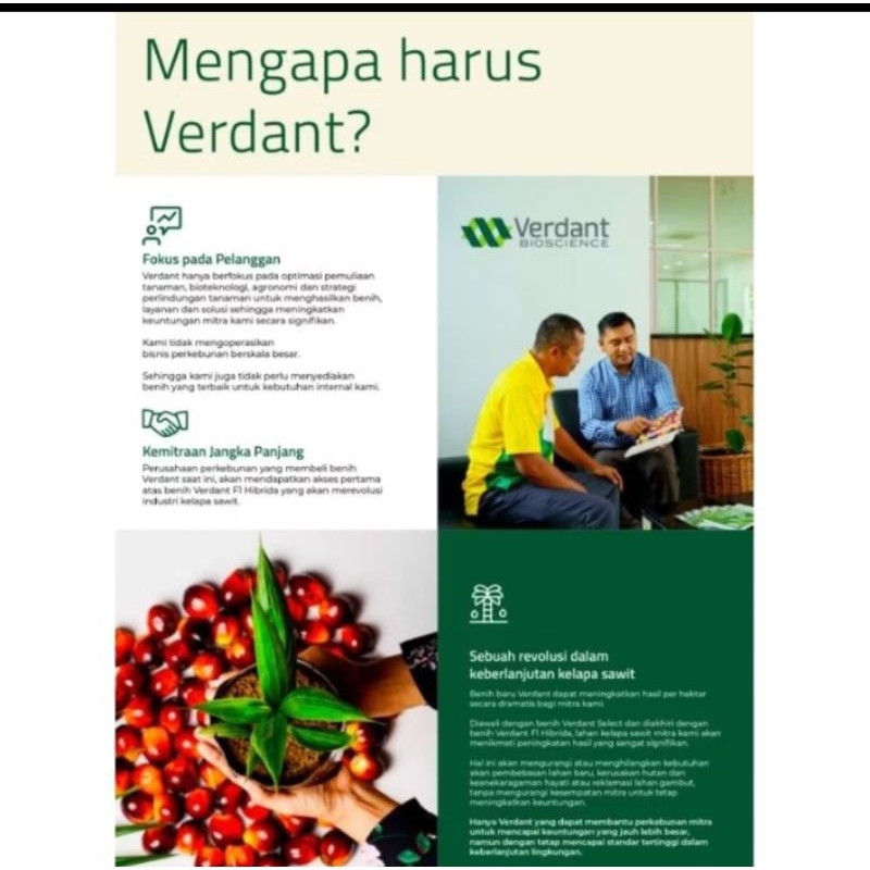 7000/BUTIR Benih Sawit VERDANT SELECT ORIGINAL polong sawit unggul