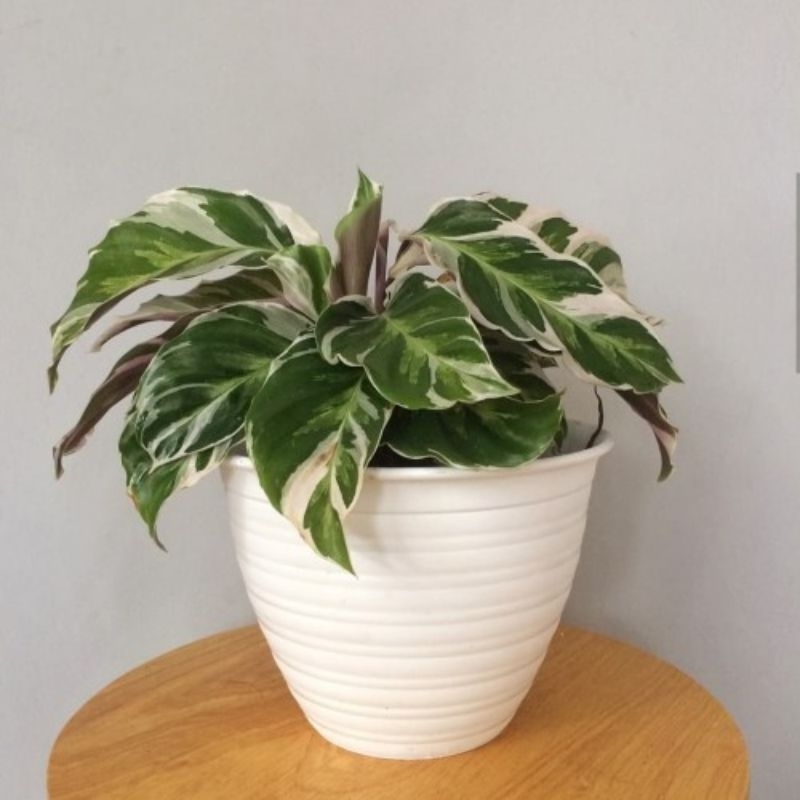 Tanaman hias hidup calathea Tissu include pot Tanaman Hias calathea white fusion sudah berikut pot d