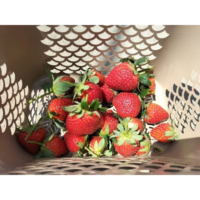 

Buah Strawberry manis