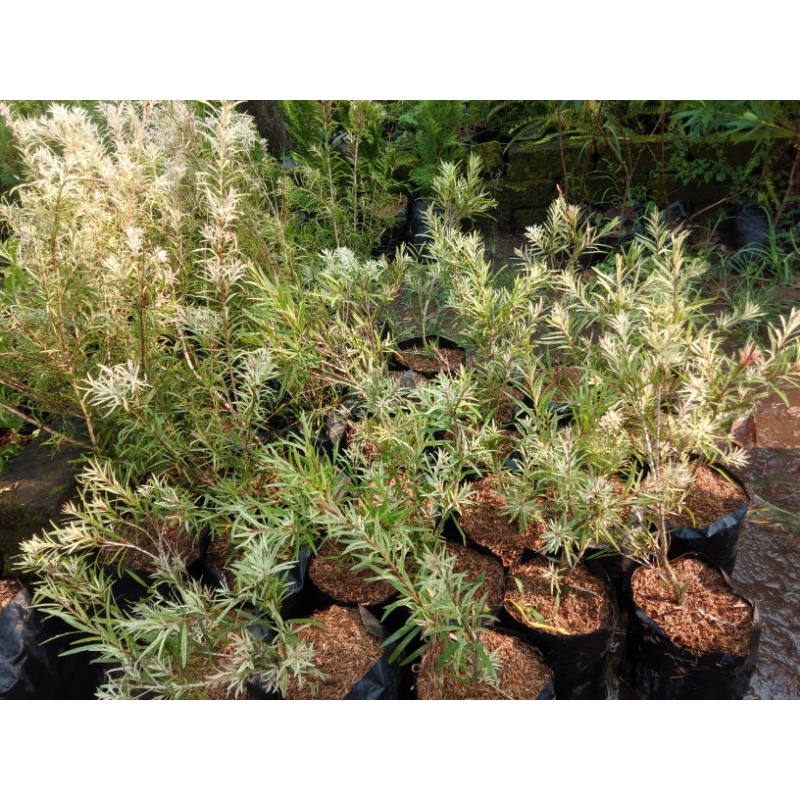 Bibit Tanaman Sikat Botol Varigata