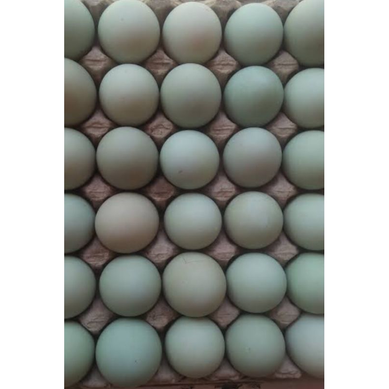 

Telur bebek mentah