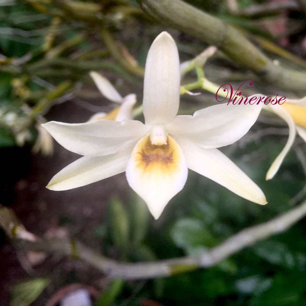 Anggrek Dendrobium Heterocarpum Species Kuning Gading Wangi