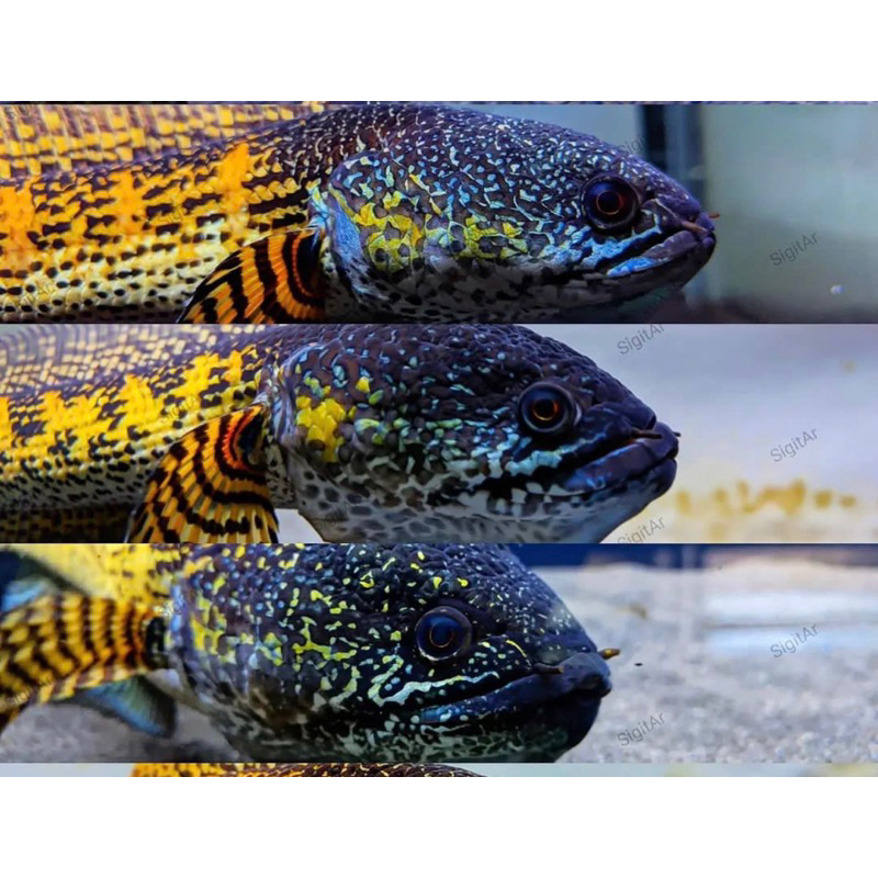 

auranti cb size 3-5 cm full pelet