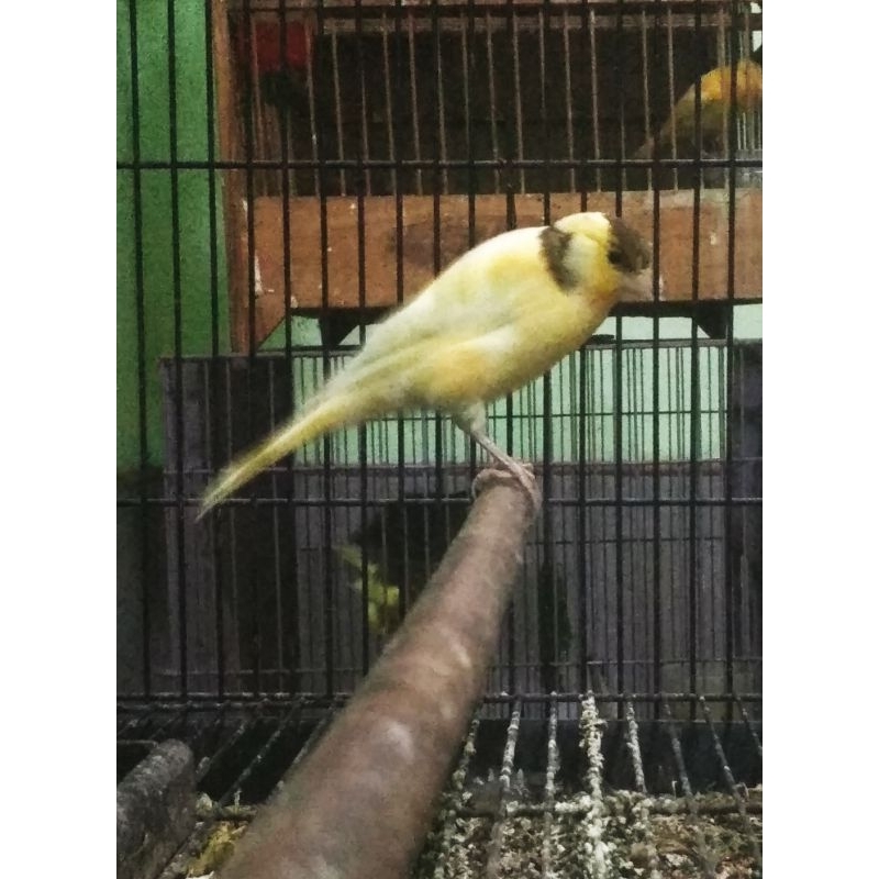 burung kenari F1ys Jantan