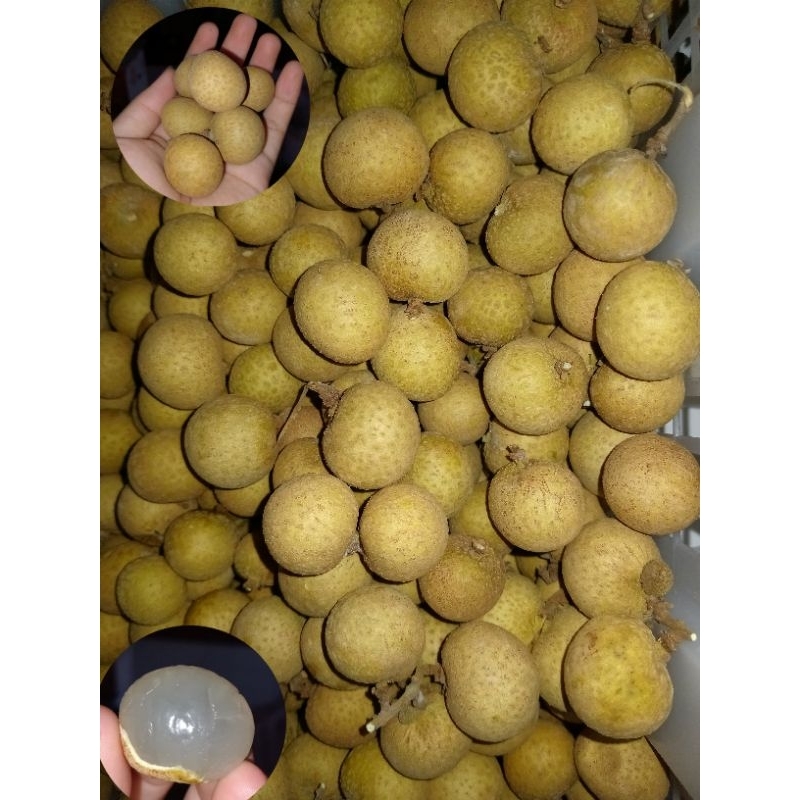 

Kelengkeng 500 gr - 1kg