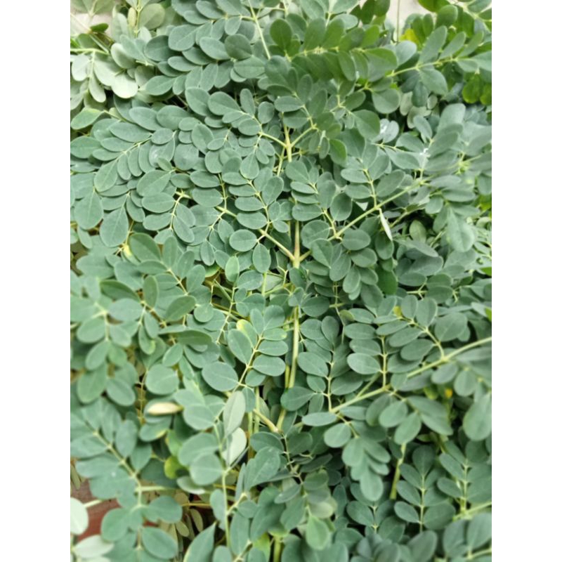 

Daun kelor segar 1kg