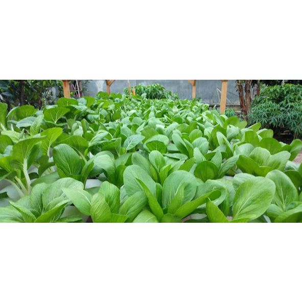 

Pakcoy Organik Tanpa Pestisida