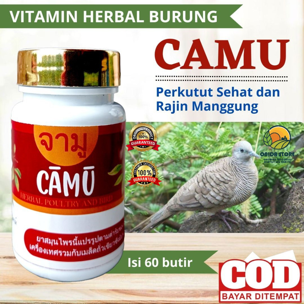 CAMU PIL PERKUTUT GACOR MANGGUNG / Jamu perkutut / Pil Manjur / Pil Ajaib / Bangkok / Katurangan / L