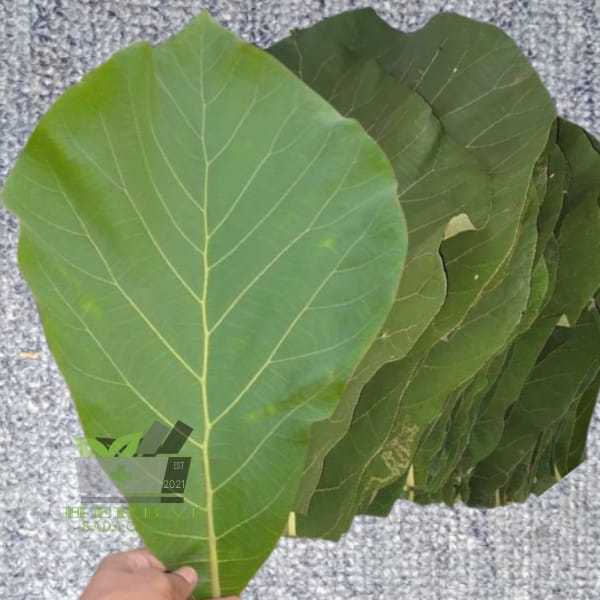 

Jual Daun Jati Segar 500 gram fresh Petik Langsung