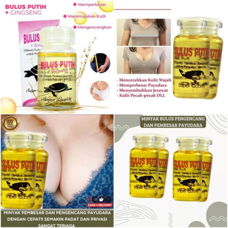 Minyak Bulus Putih Asli
