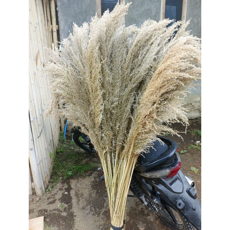 pampas bulu grass. pampas putih, pampas dekorasi. pampas rustic