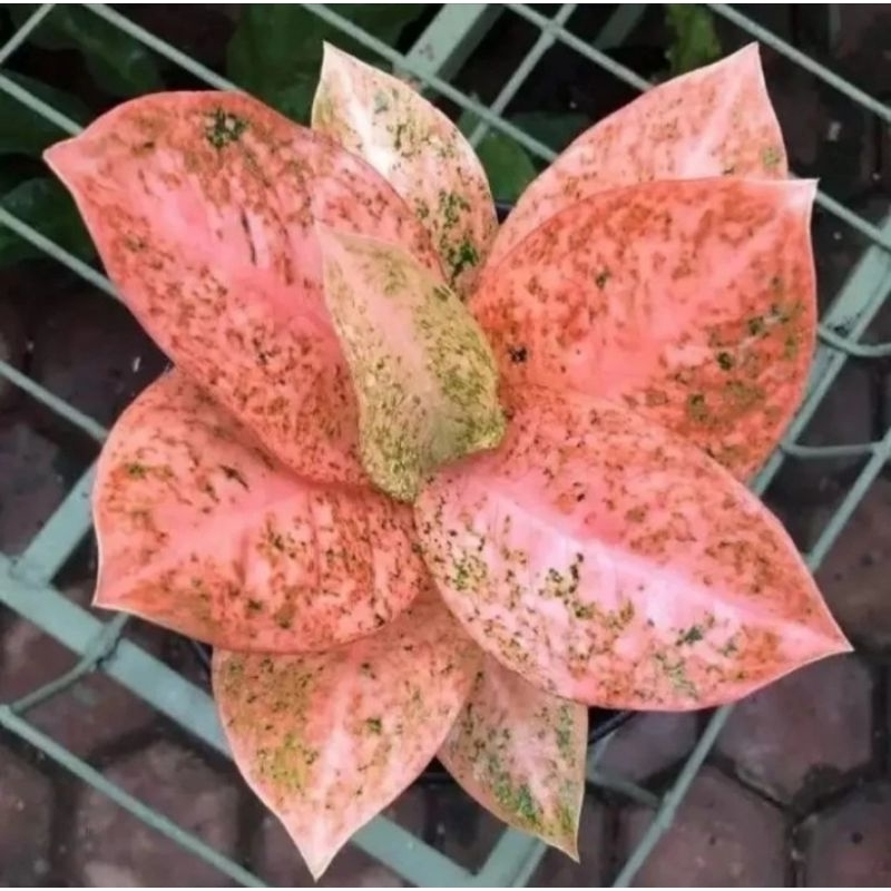 Tanaman Hias Aglonema Stardust Orange// Baby Aglonema Stardust Orange (Anakan)