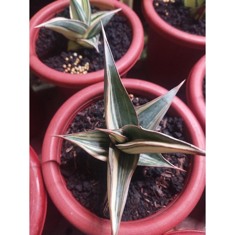 Sansevieria pinguicula varigata