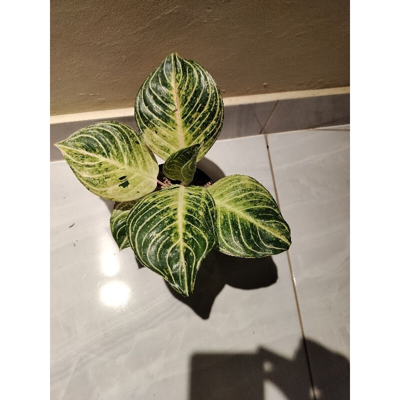 tanaman hias aglonema esmeralda golden realpict