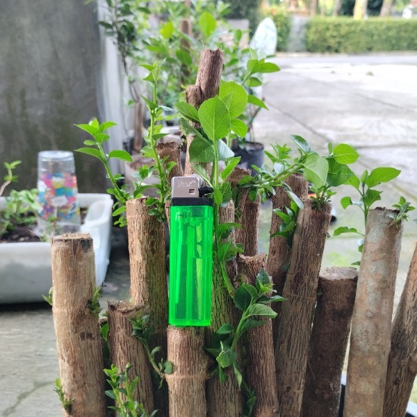 Bibit Bonsai Sancang Mini Mame Viral | Tanaman Sancang Fresh Favorit Bahan Bonsai Kontes