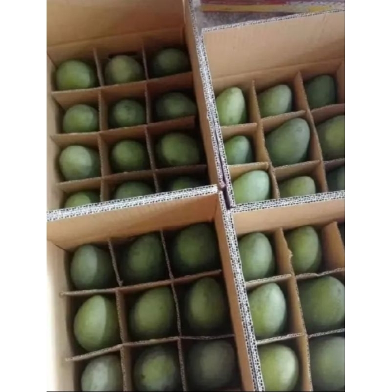 

mangga alpukat super manis/mangga harum manis klonal 21 kemasan 5kg/1 dus