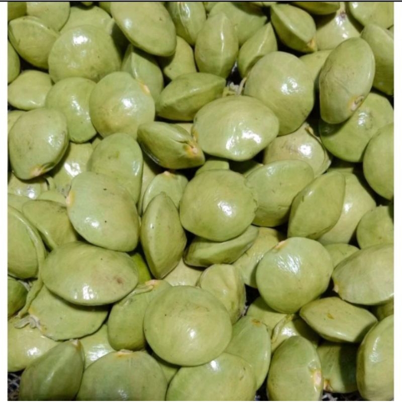 

JENGKOL MUDA KULIT | JENGKOL LALAPAN SEGAR