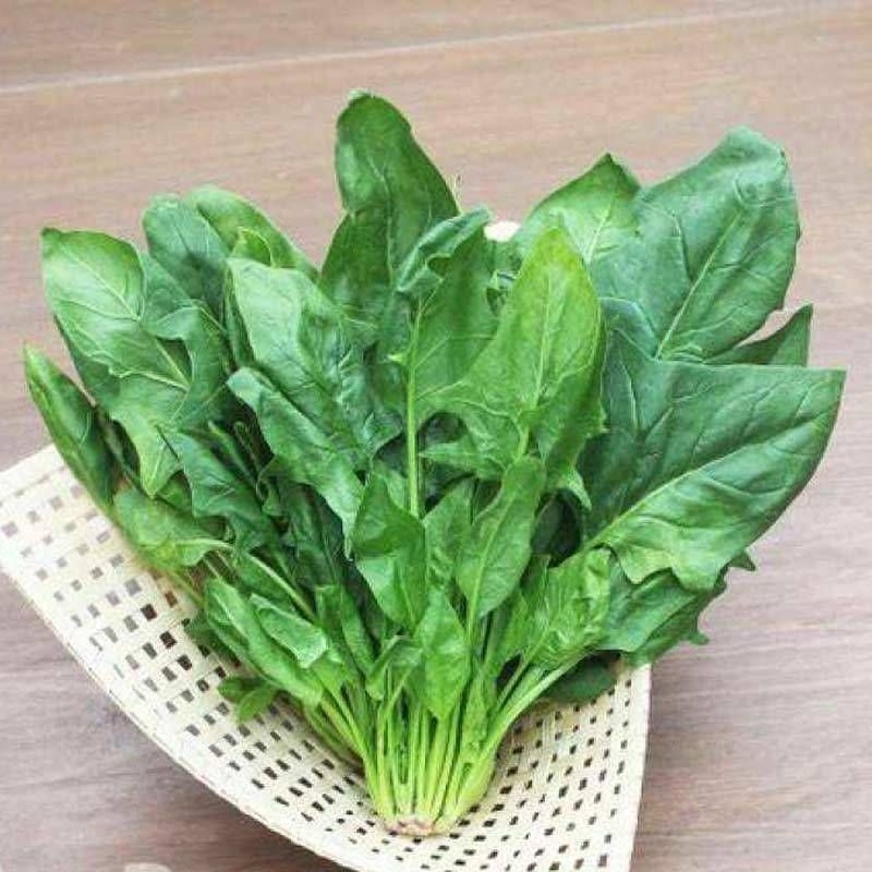 

Horenzo / Bayam Jepang