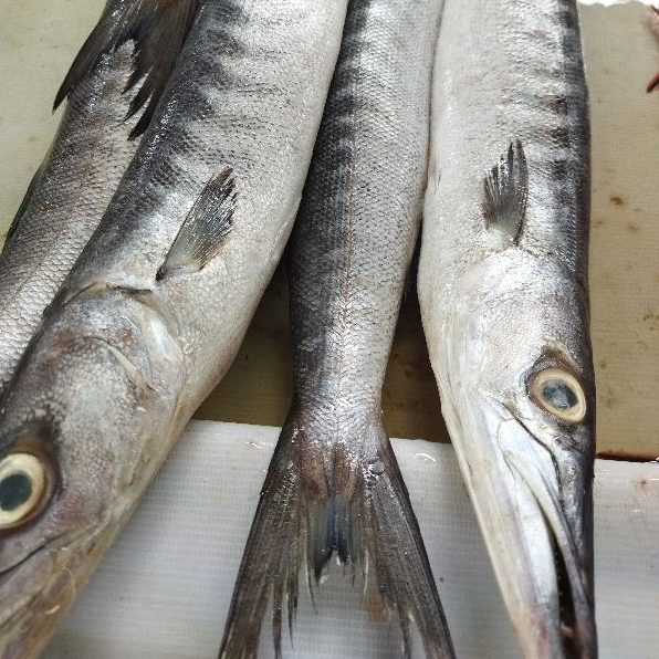 

Ikan Barakuda 1kg / Baracuda Segar