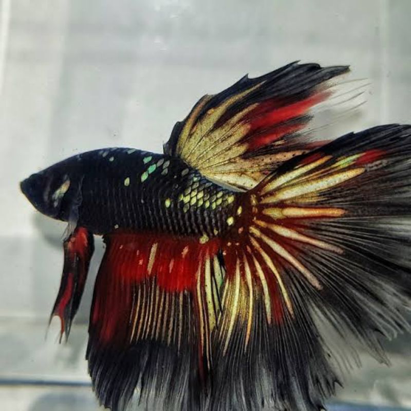 HALFMOON AVATAR RINTIK