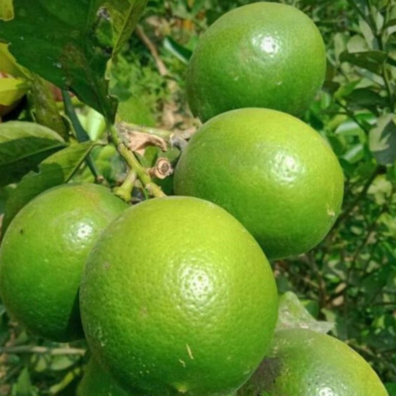 

Jeruk Lemon California 2kg Fresh