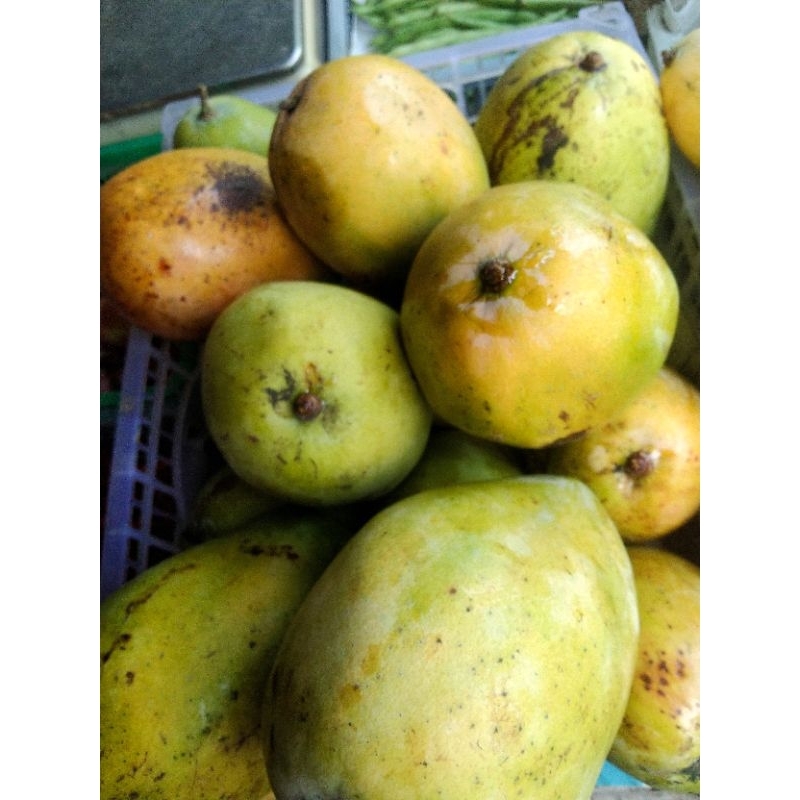 

Mangga Gajah Indramayu