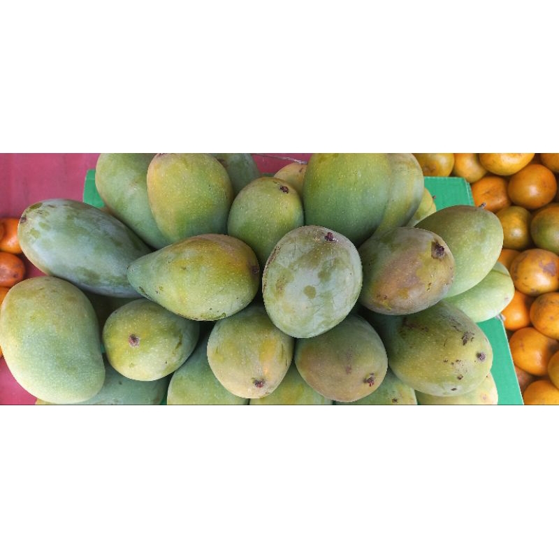 

mangga alpukat 1 kg