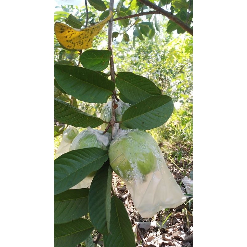 

Jambu Kristal murah 1kg