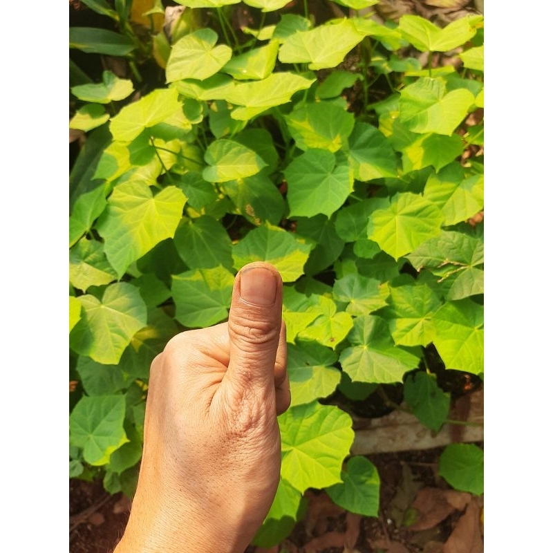 Tanaman herbal  jarak pagar pohon jarak pagar