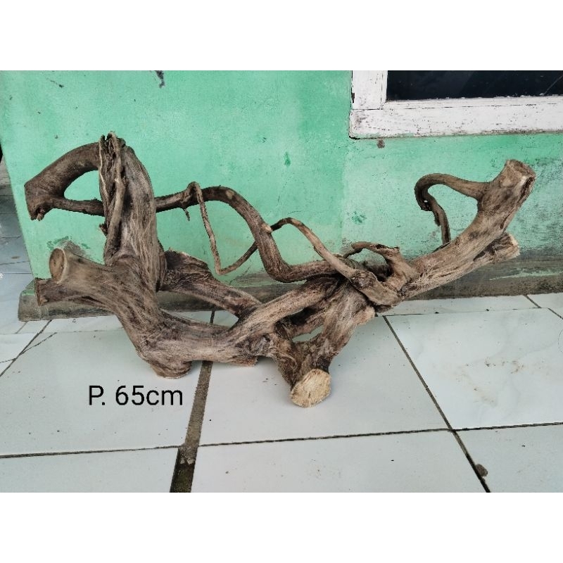 akar mimang unik asli pembentukan alam