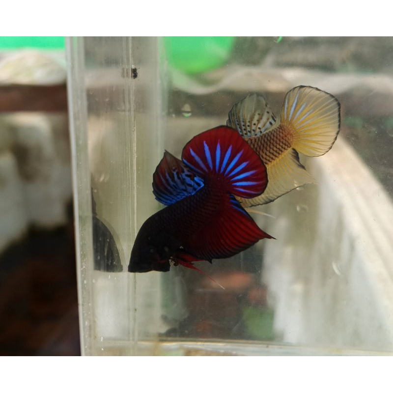 wild betta splendens