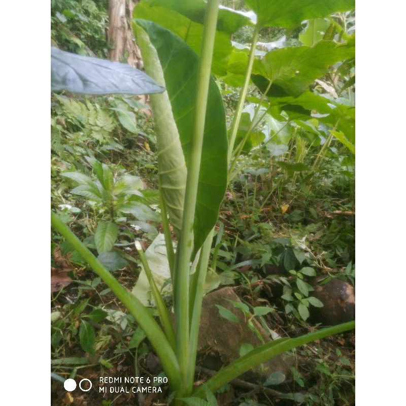 10 pohon bibit cabut talas pratama# umbi talas # talas bogor