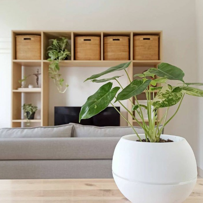 KP8 POT BOLA VIENNA Pot Bunga vas bola vienna pot telur pot bulat pot bola putih